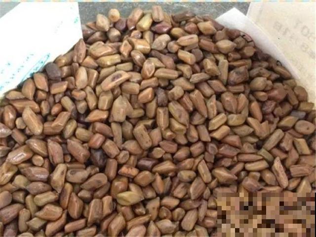 这花种子埋土里就发芽，差点以为是花生，满盆黄花贼亮眼！