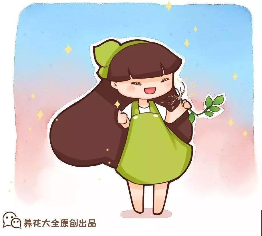 这花冬天容易死，赶紧扦插备份，小心一个冷风就吹没了！