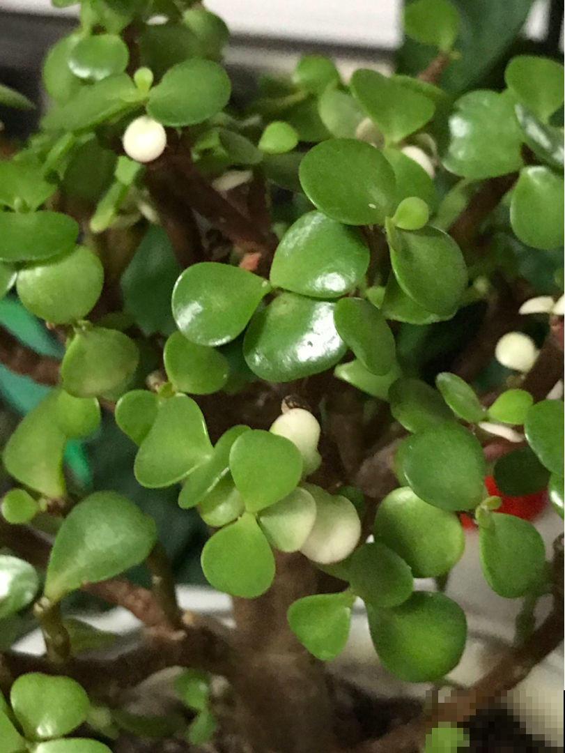 这植物真奇怪，叶子会变色，年龄越大颜色越浅！