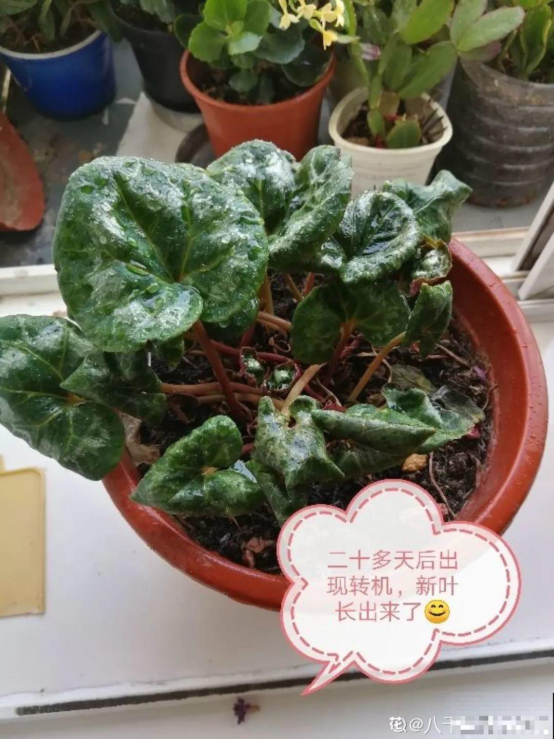 垃圾桶里捡到这3种花，剪一剪叶子就活，再也不用买花了！