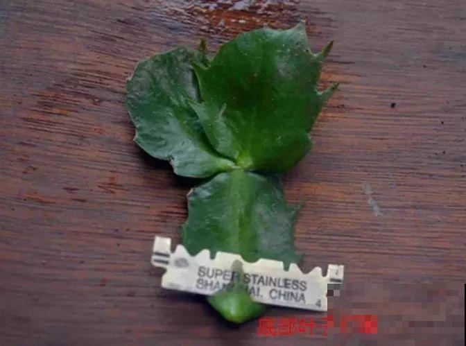仙人掌的花样吃法，看着就眼馋，赶紧自己在家养一盆！