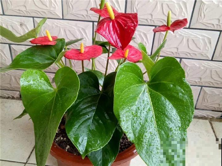 5种花开完赶紧剪一刀，10天一勺肥，还能再开2、3次！