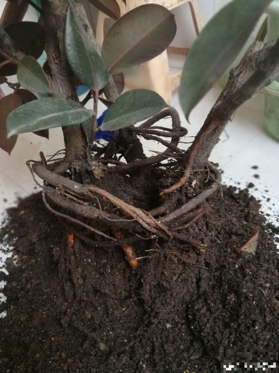秋冬养花，这种水就别再浇了，不然叶子发黄还哗哗掉！