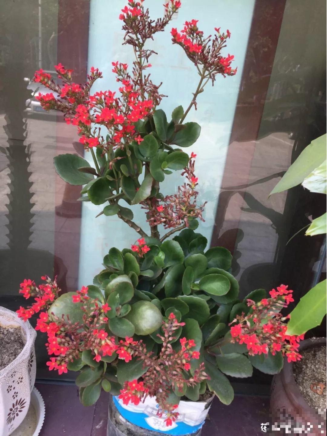 养这3种花，盆越小开花越多，放大盆里反而不长！