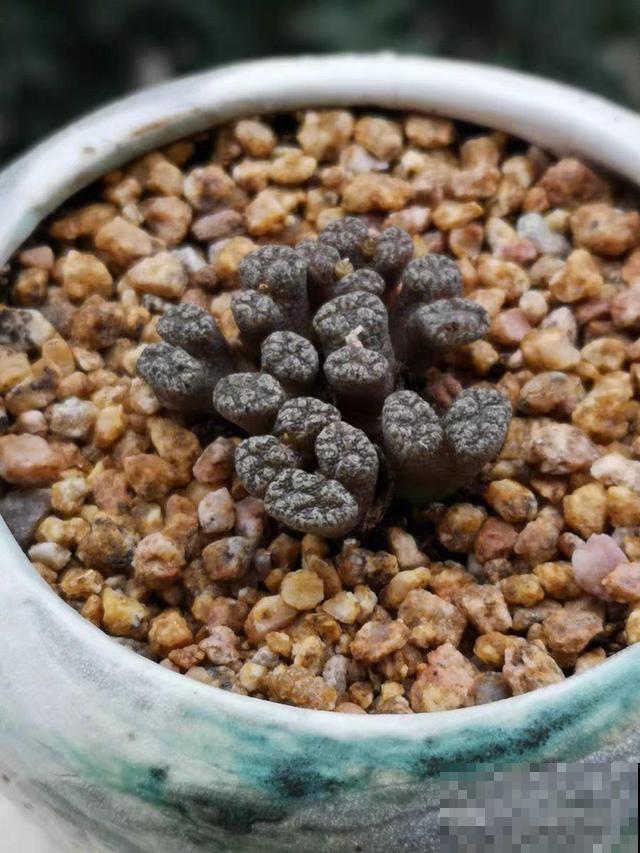 这6种多肉，刚买的时候丑的吓人，先别急着扔，越养越贵气！