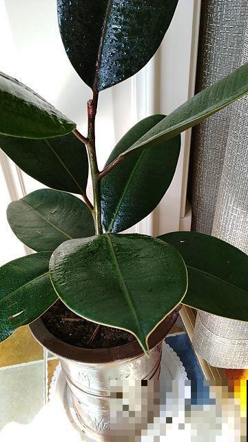 这花叶子变黄，从这3方面考虑，常年碧绿惹人爱！