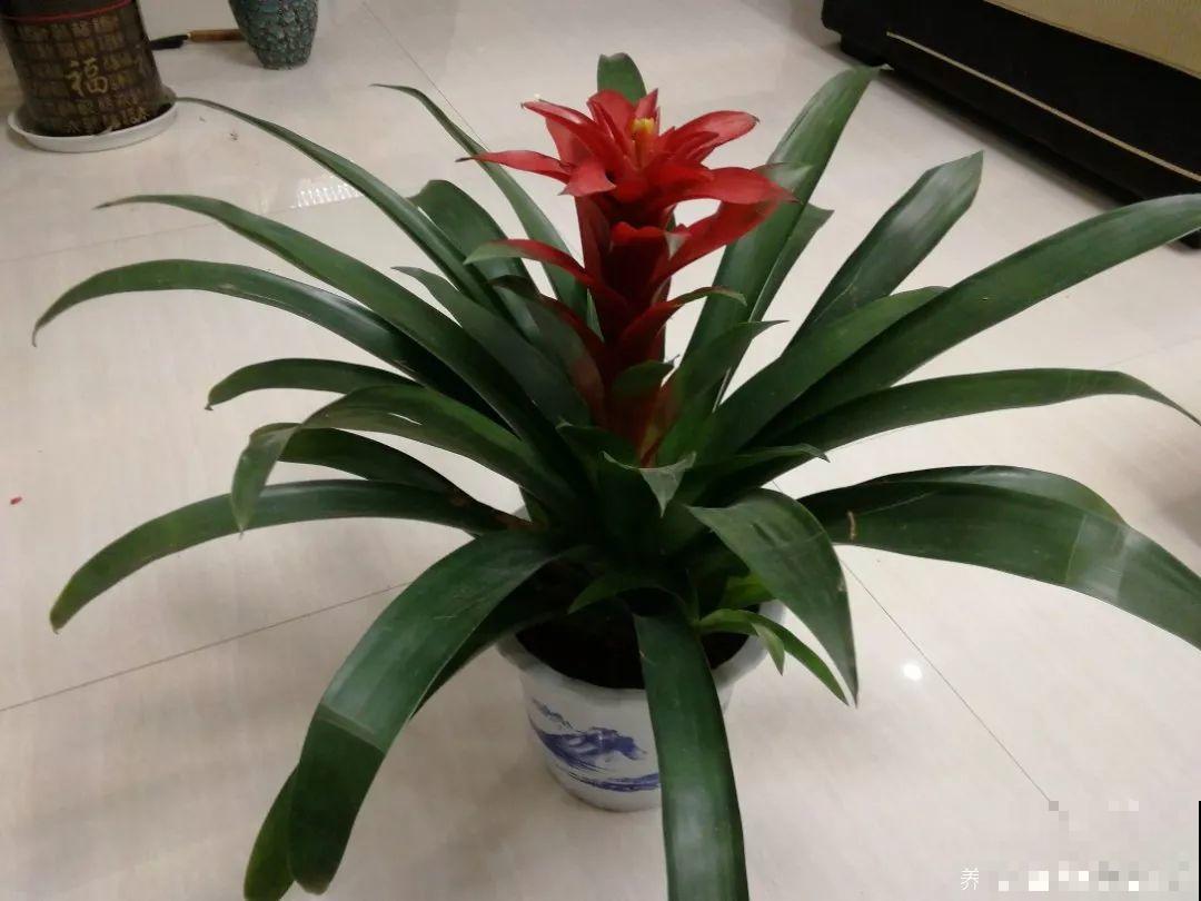这6种“转运花”，现在养盆最合适，扔水里就长个！
