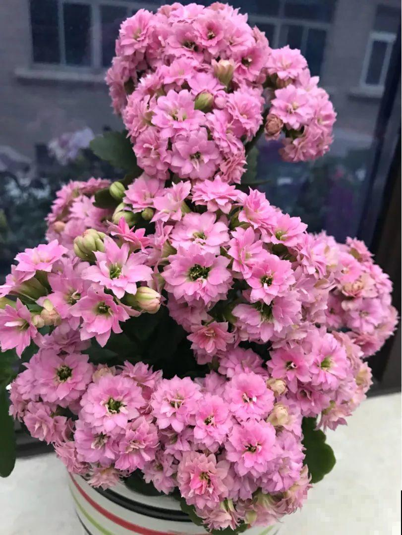 哪些花好养？首选牡丹吊兰，1个月长成小瀑布！
