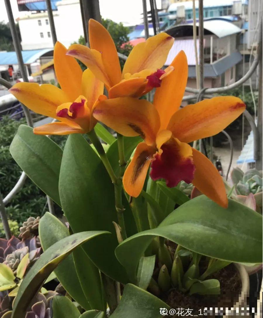 这6种花，先别往屋里搬，外面冻俩月，花开才更旺！