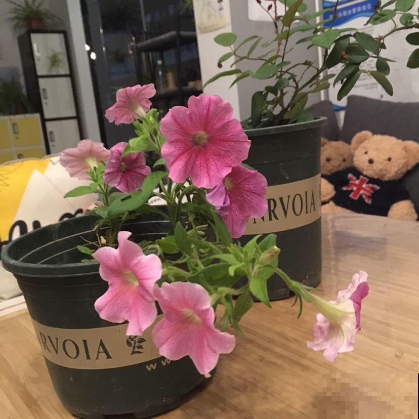 这几种花开花持久，养在阳台上，常年繁花似锦绽放美丽