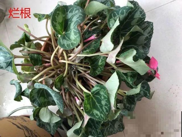8种花秋冬要穷养，水一多就烂根，再不救只剩空盆！