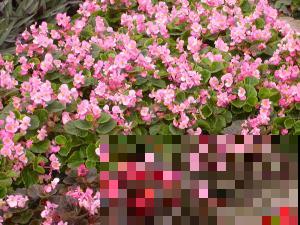 12月也想赏花，这种冬花植物赶紧养一盆，陪你度过五彩斑斓的冬