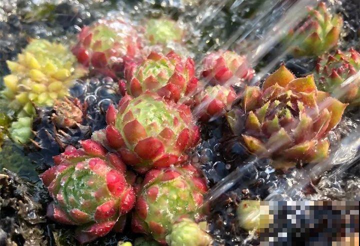 这些多肉最怕冻，一降温就容易死，再不管只剩盆