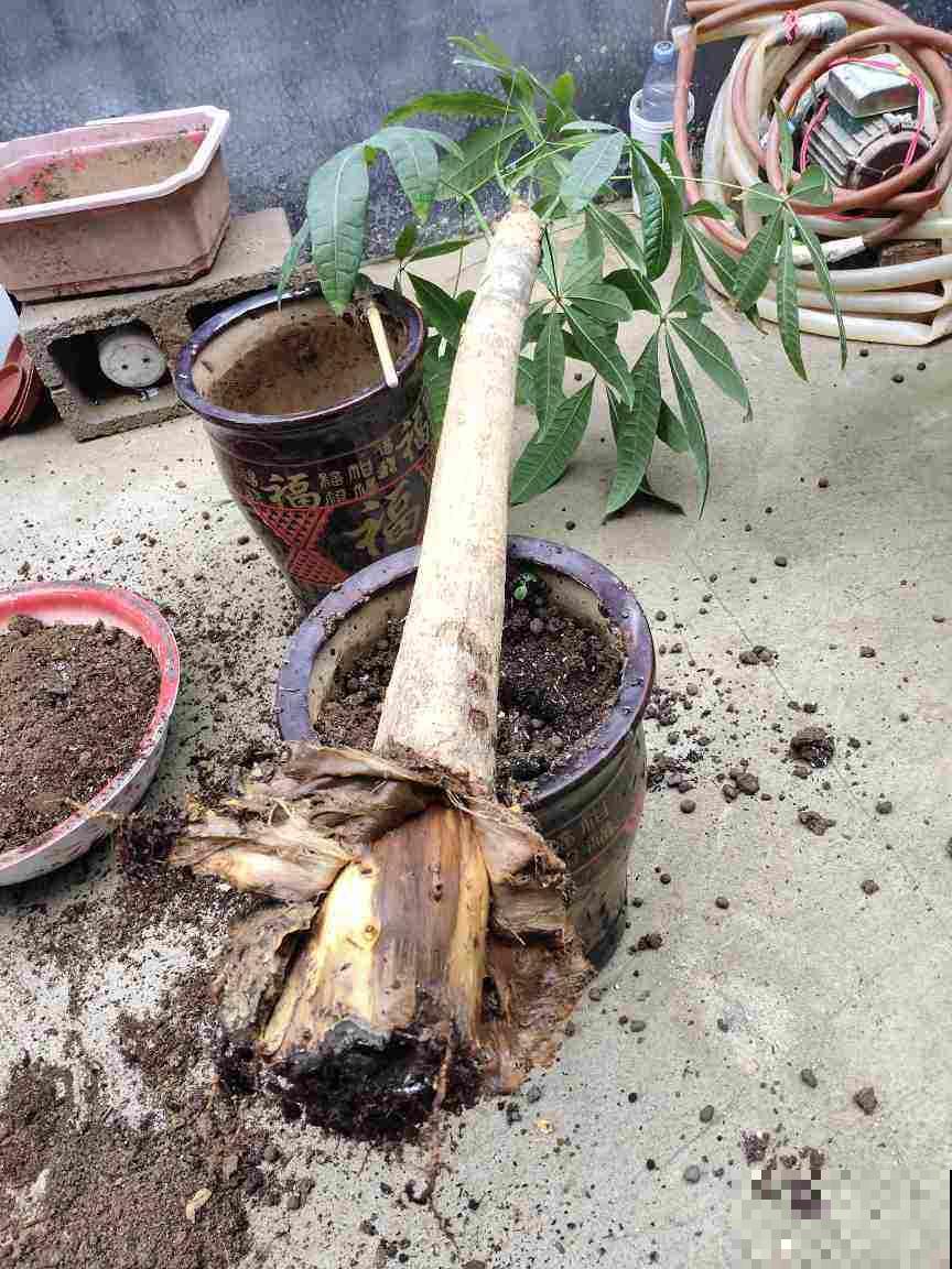 怪不得你家花动不动就烂根，这几件事万万做不得，赶紧住手！