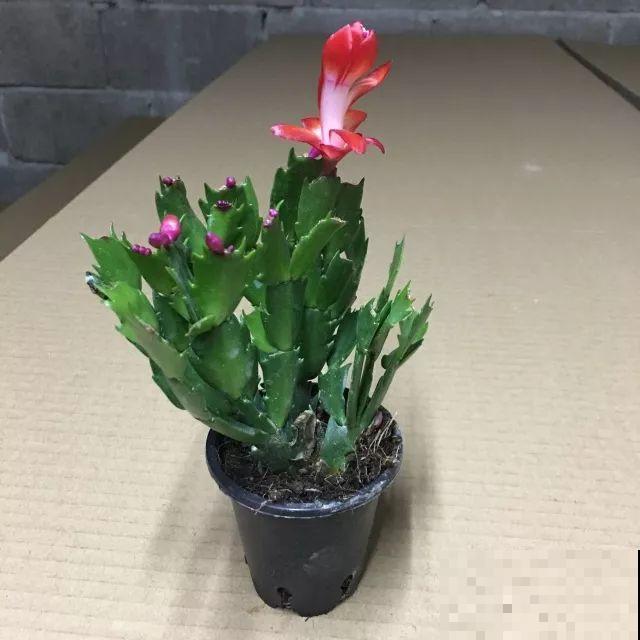 花市里猫腻多，碰见这10种花，再便宜也别买！