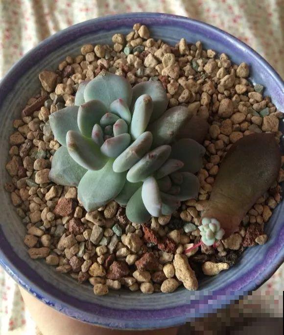 爱上多肉8年，她付出了所有，数量多到可以摆满整个天台！