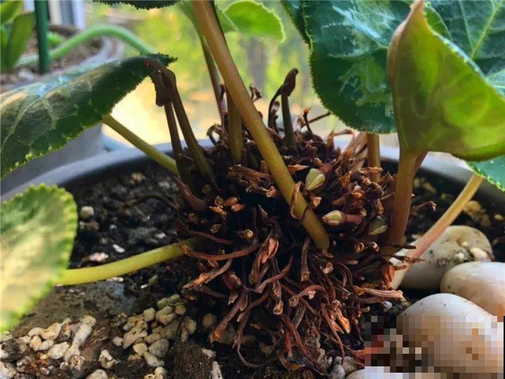 5种花开完赶紧剪一刀，10天一勺肥，还能再开2、3次！