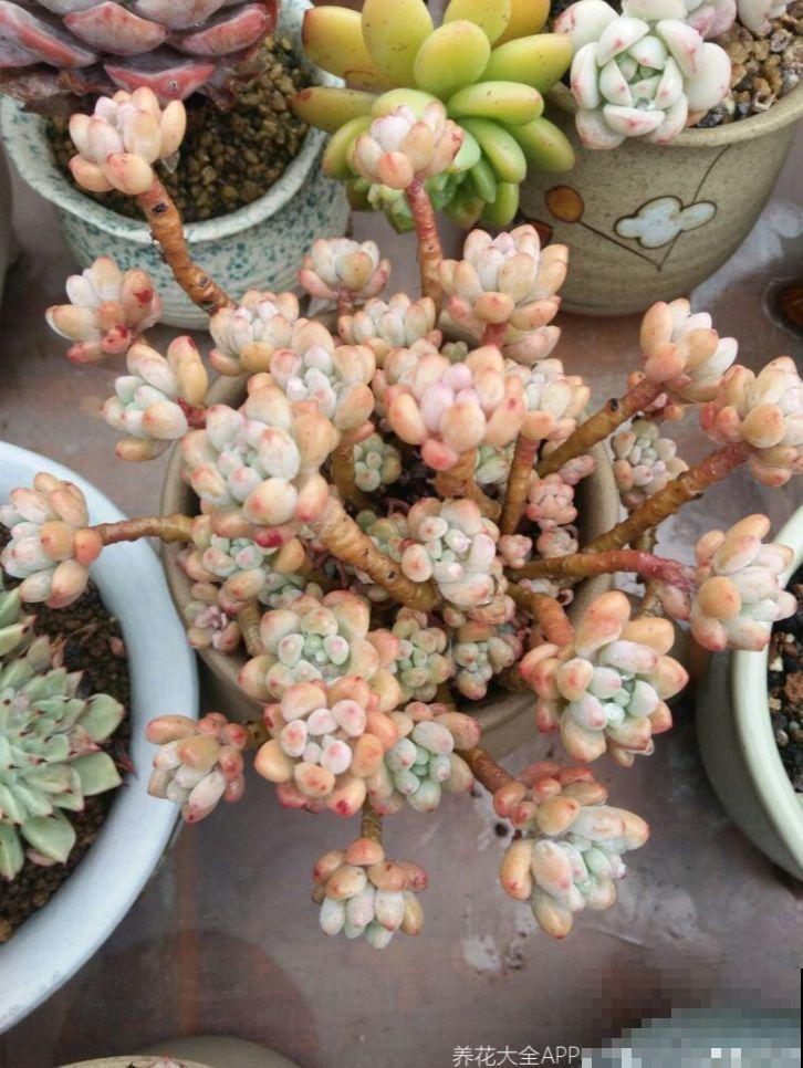 这花真让人眼馋，邻居天天跑来要，烦都烦死了！