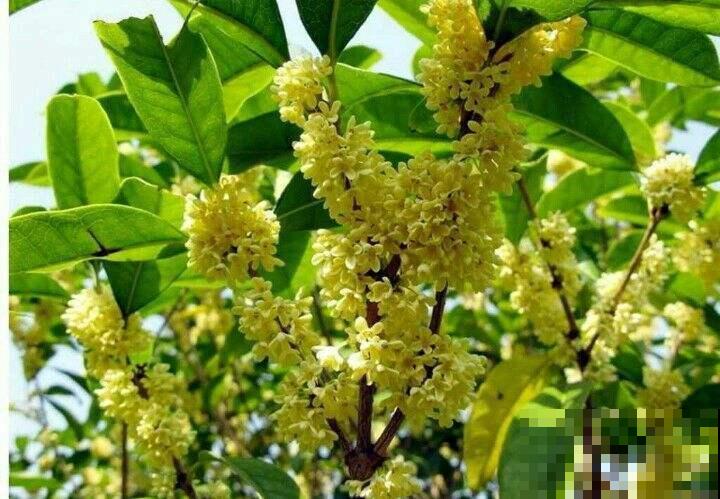 这6种花泡茶喝，缓解干燥，养生美颜