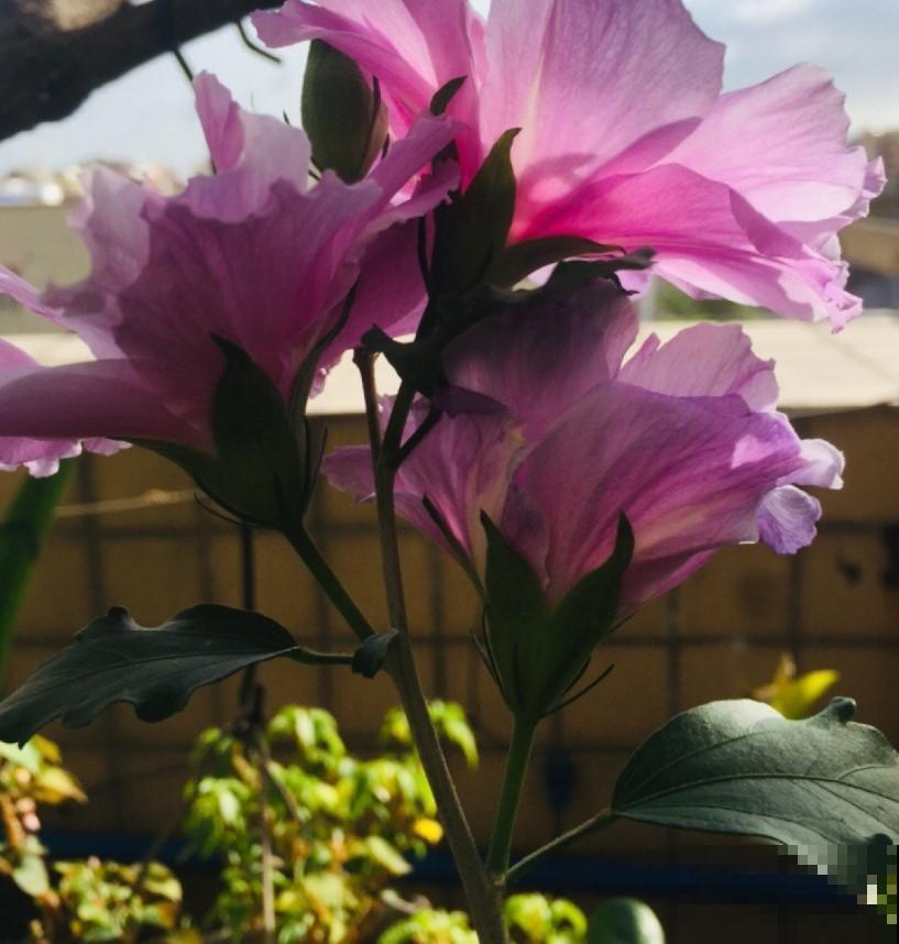 养盆芙蓉花，开出比脸还大的花，冬季赏花又多一盆！