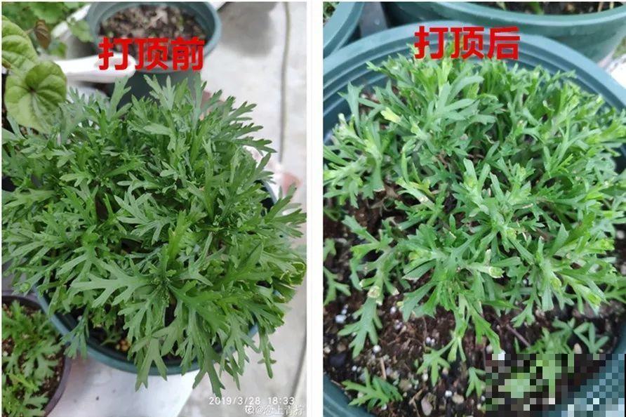 晾衣杆上挂盆它，个个开成大花球，阳台再小也能养！