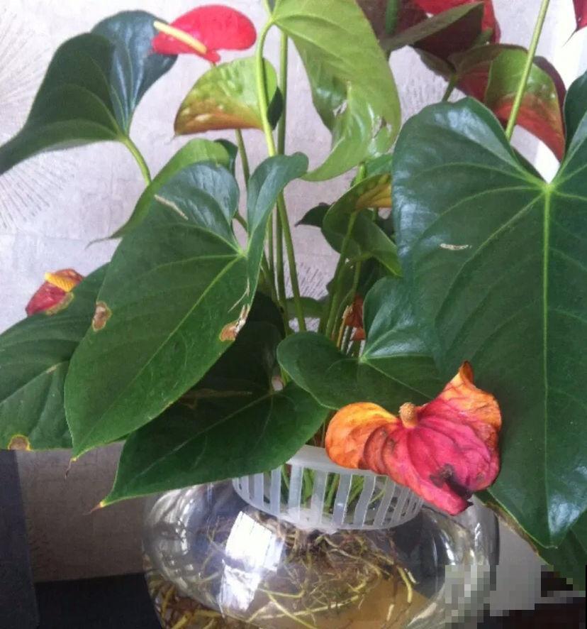精心养护的红掌，结果养着养着就褪色，难道买到假花？