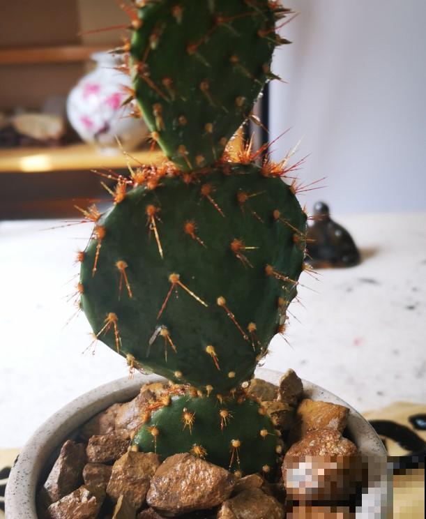 这几种带刺的植物特好养，养一盆当盆栽，你见过那几种？