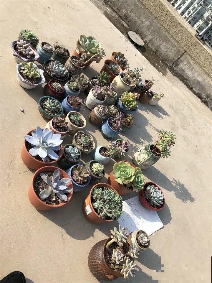 养了两年的宝贝花，大晚上被老太太偷走，太气人！