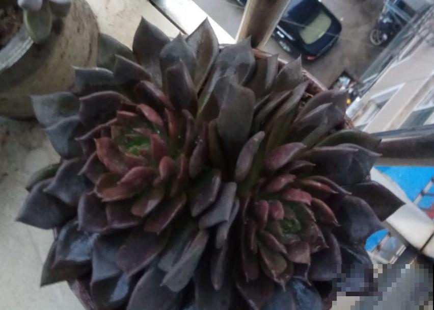 都说这黑王子像是中了毒，冬季这么养，越长越美！