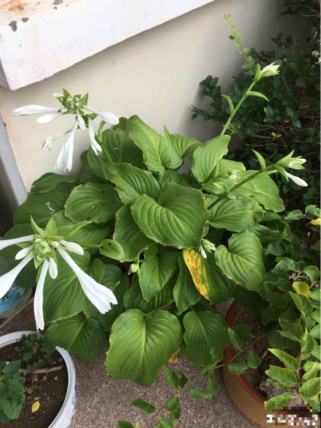 20种花不怕冷，大冬天照样开花，南北方都能养！