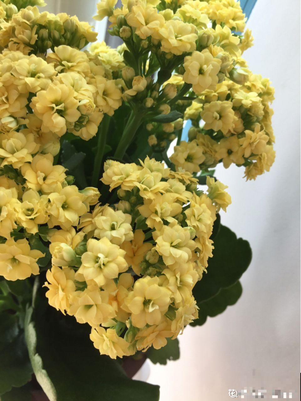长寿花这么养，开成一个花球，一年到头叶子绿油油！