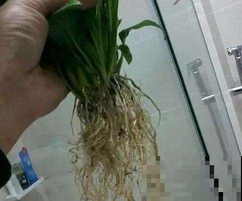 秋冬水培太容易嗝屁，不如趁现在这么一搞，再降温也能呼呼冒新芽