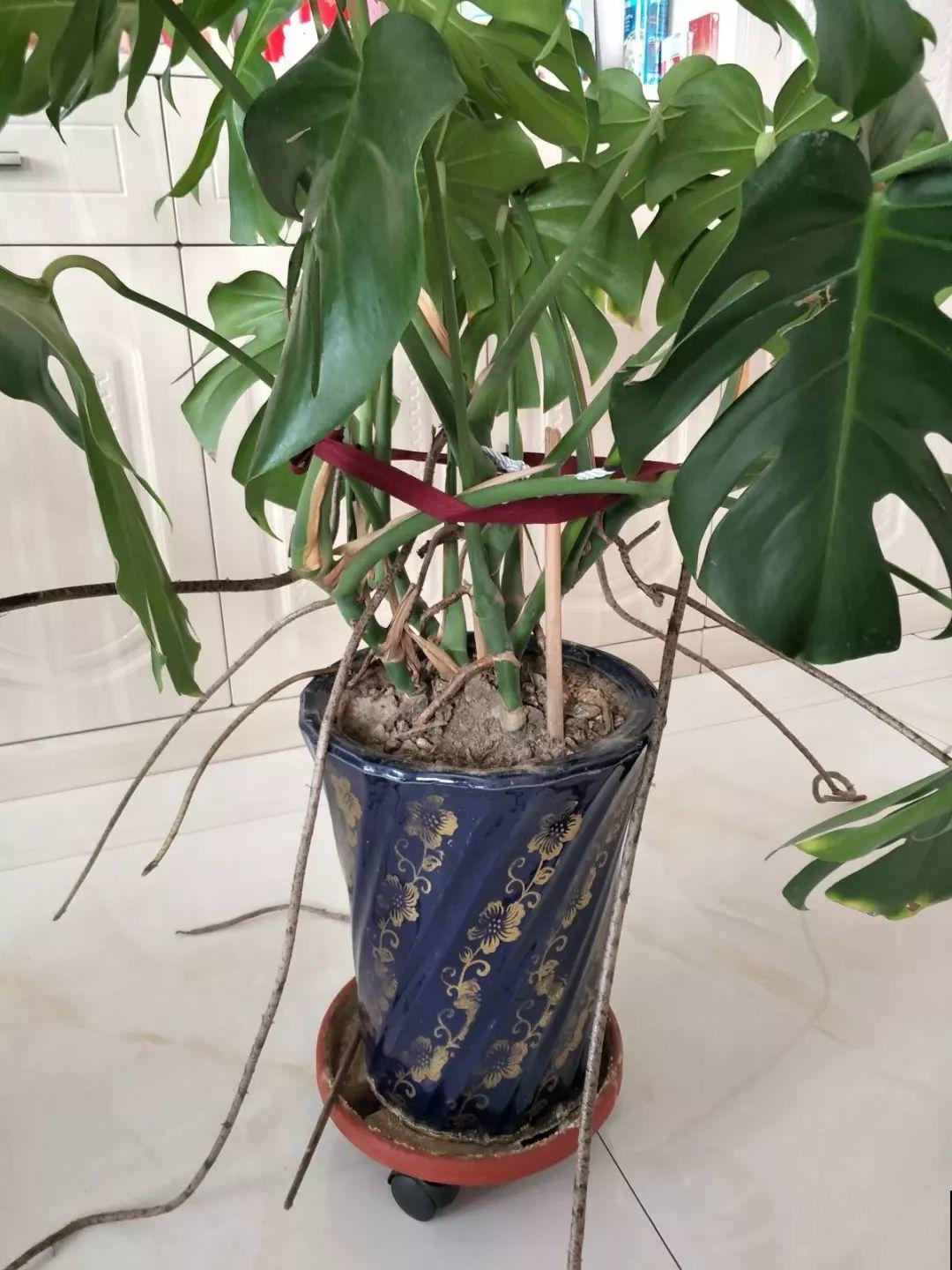 4种花爱长胡子，越多长越好，看到了可别瞎剪！