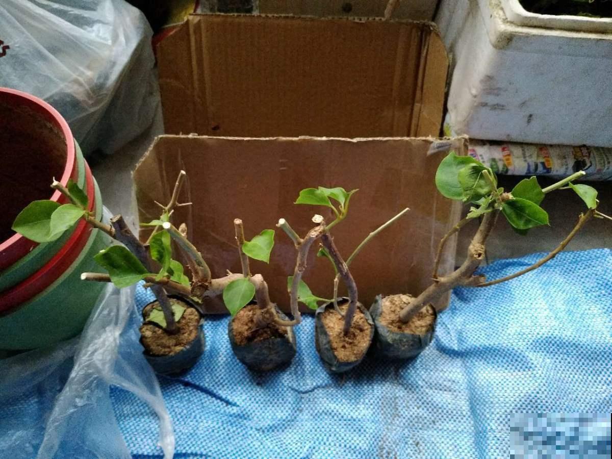 花盆里原来就能养何首乌，做成盆景太诱人，长成后卖钱老贵了！