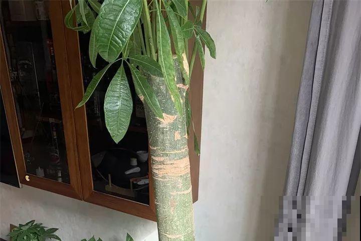 30种花冬天浇水技巧，根不烂，来年春天猛蹿新叶！