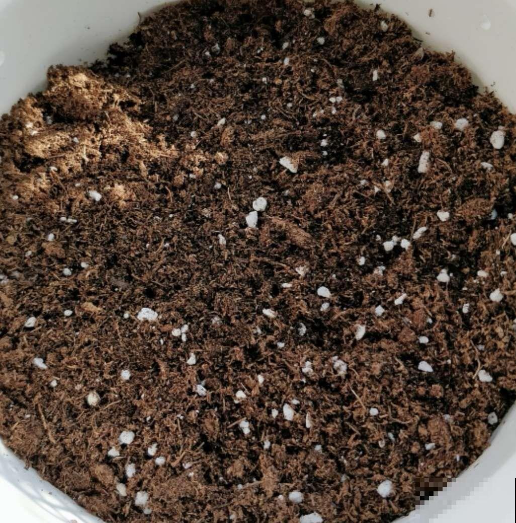长寿花这么养，开成一个花球，一年到头叶子绿油油！