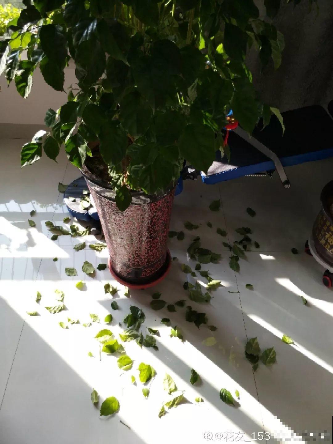 这4种花冬天别折腾，枝条剪错了，小心来年不开花！