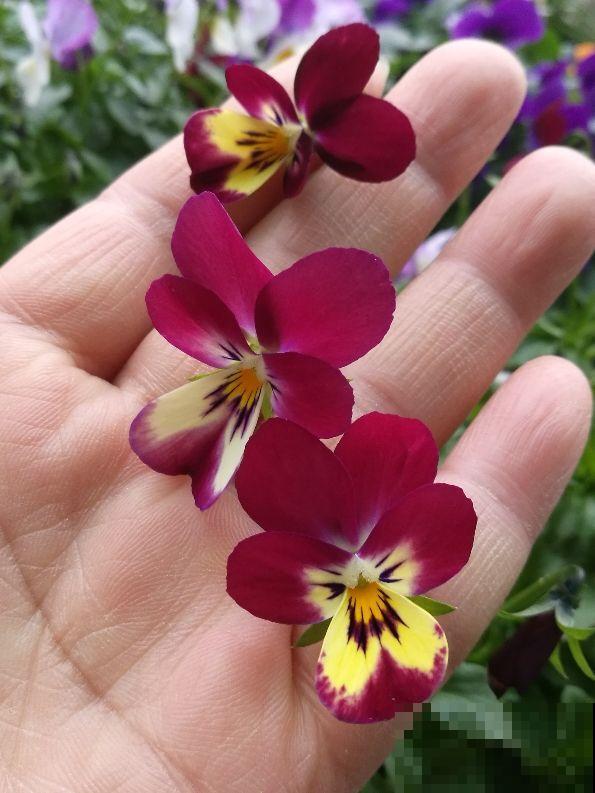 秋天就是这花的主场，播种后小苗蹭蹭冒，秋冬开出满阳台的斑斓花