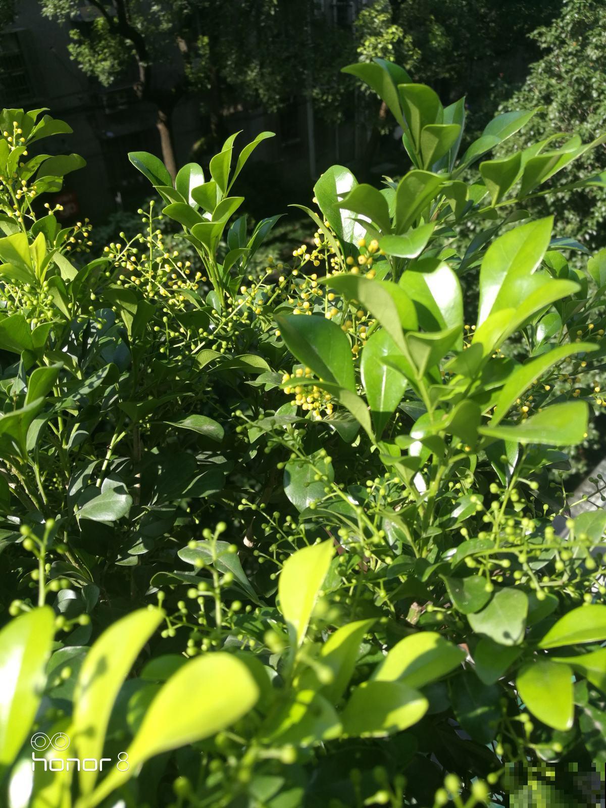 这花像兰花，秋冬这样养护不会落叶，记好了！
