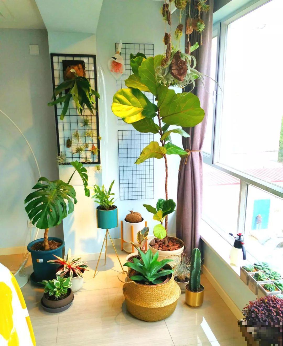 她的家里摆满了花，非但不乱还美得像花园，朋友来了不想走！