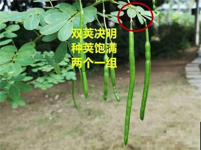 这花种子埋土里就发芽，差点以为是花生，满盆黄花贼亮眼！