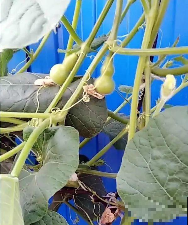 空荡荡的砖地,被她种了上百颗包菜,一年到头吃不完! 空荡荡的砖地,被她种了上百颗包菜,一年到头吃不完!