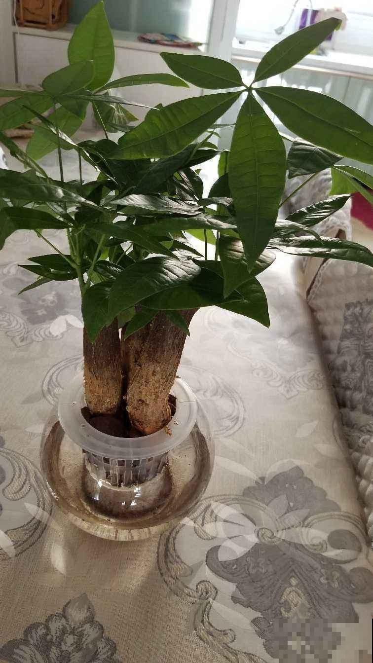 秋冬这样养护发财树，枝繁叶茂有光泽，不担心光秃秃
