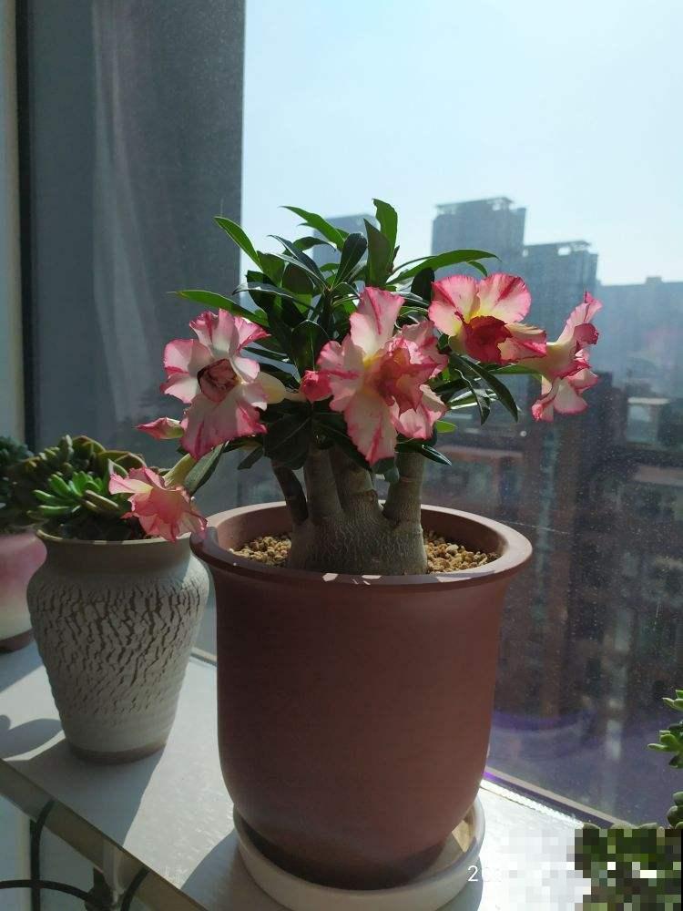 这花比绿萝还好养，开花还很勤快，懒人必备