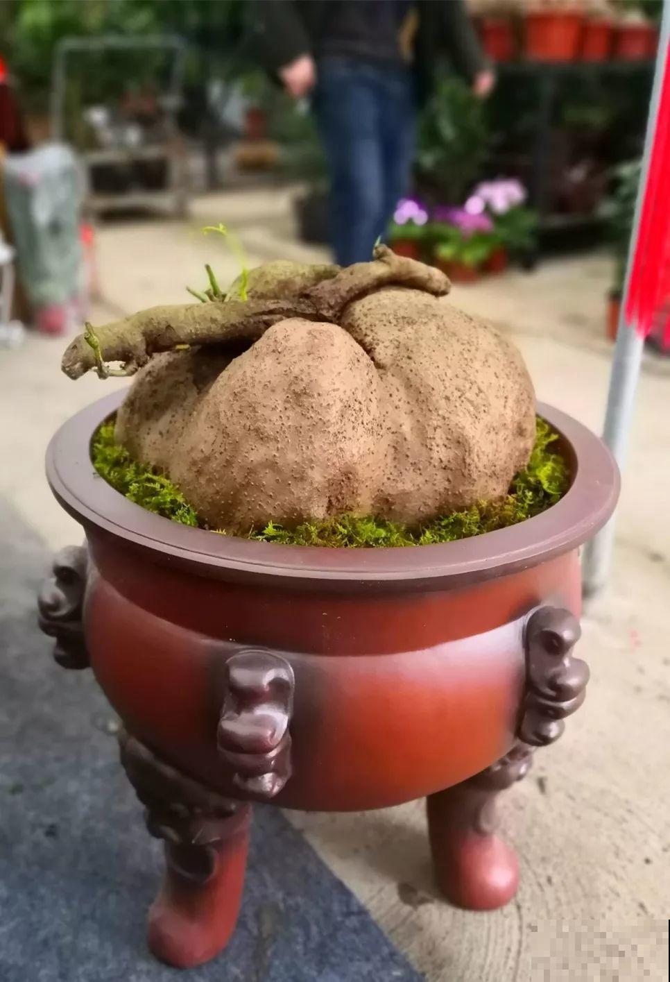 别看这花光秃秃，一喷水就窜叶，越养越值钱！