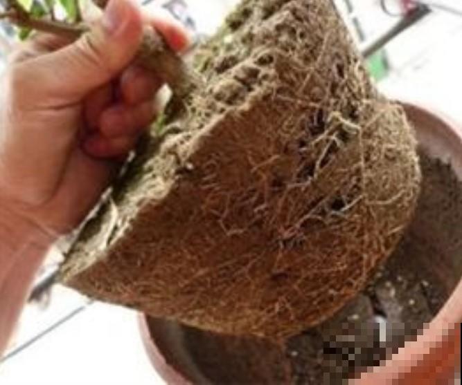 土壤板结是大事，处理一下，又能改善！