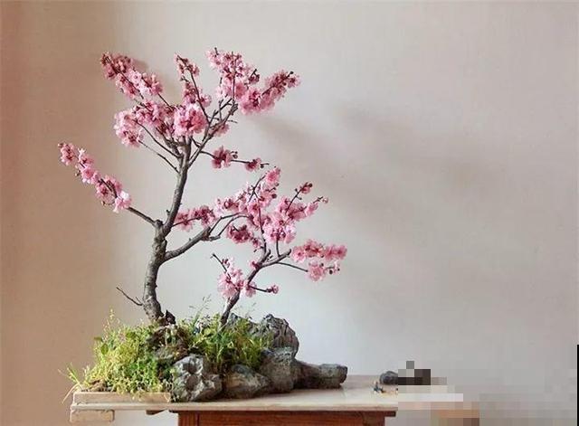 大爷不抽烟不喝酒，就爱捡酒瓶种花，养养就成传家宝