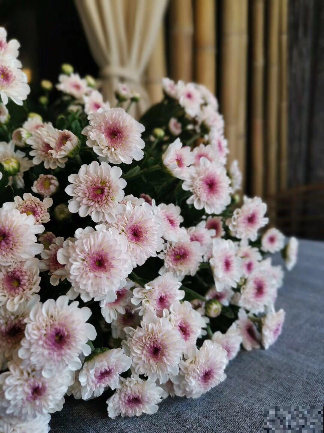 这花茂密的看不见叶子，放在桌子上真别致，烘托气氛！