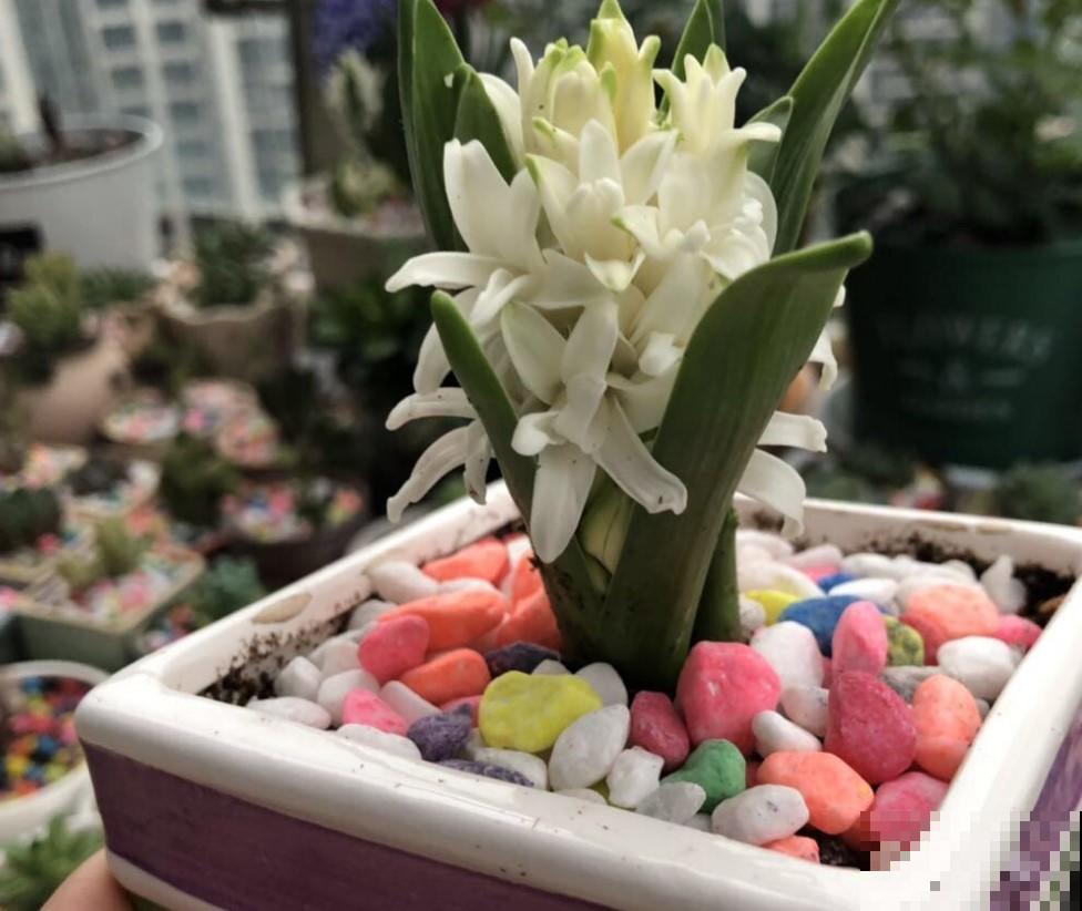 4种要点要知道，种球花风信子，摆在阳台开爆盆！