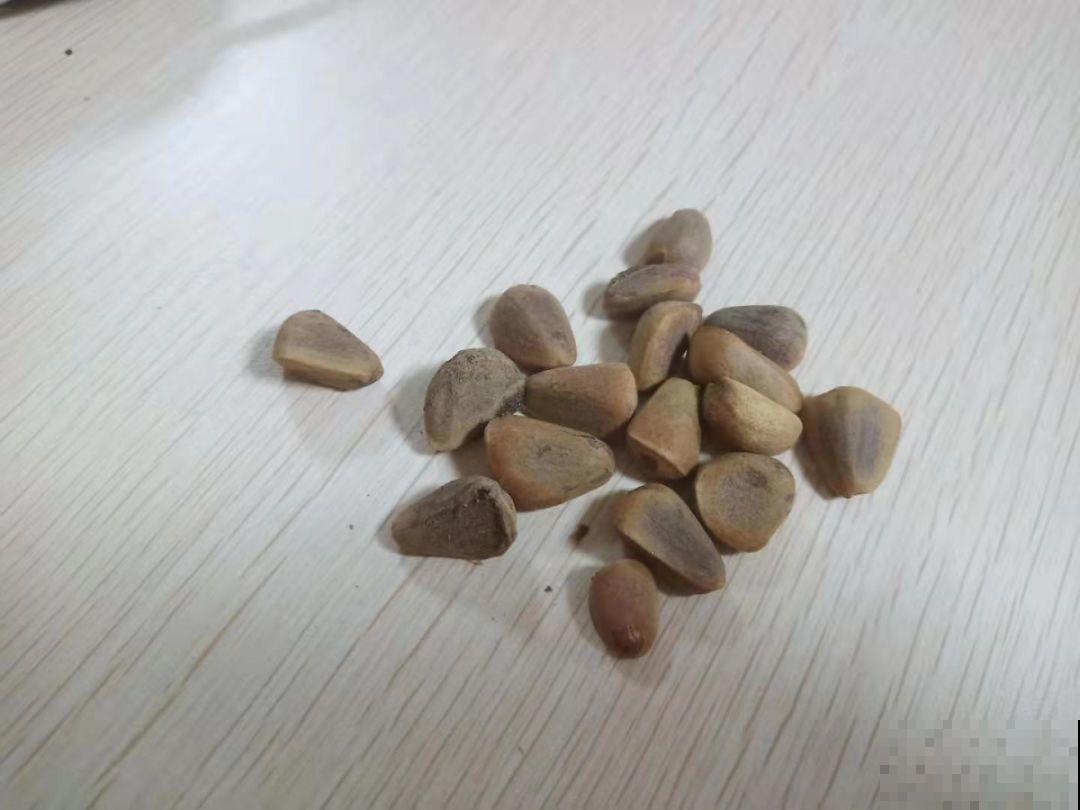 这2种盆景很值钱，不用买，一粒种子就能种出来！